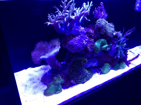 IM nuvo 20 nano mořské akvárium 80 litrů 2