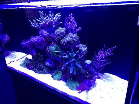 IM nuvo 20 nano mořské akvárium 80 litrů 3