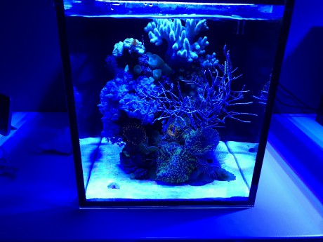 IM nuvo 10 nano mořské akvárium 40 litrů 