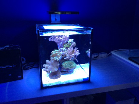 IM nuvo 10 nano mořské akvárium 40 litrů 1