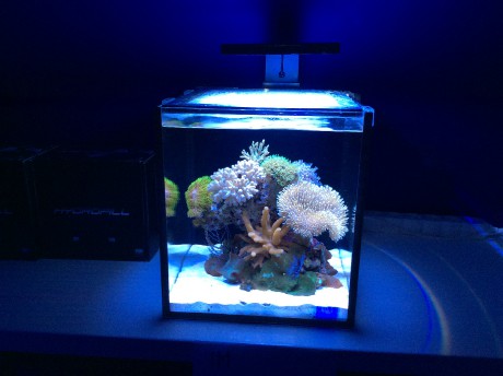 IM nuvo 10 nano mořské akvárium 40 litrů 4