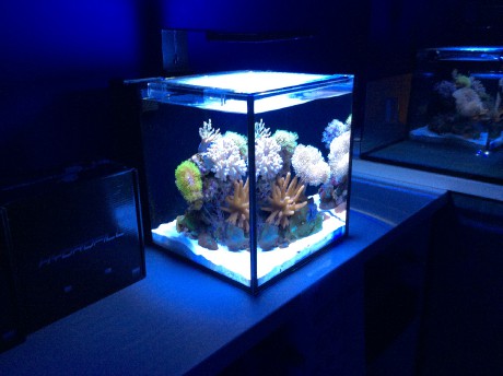 IM nuvo 10 nano mořské akvárium 40 litrů 5