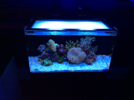 IM nuvo 20 nano mořské akvárium 80 litrů 4