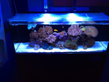 IM nuvo 20 nano mořské akvárium 80 litrů 5