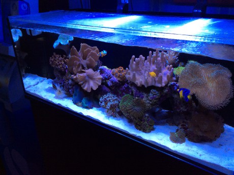 IM nuvo 20 nano mořské akvárium 80 litrů 6