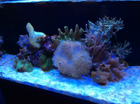 IM nuvo 20 nano mořské akvárium 80 litrů 7