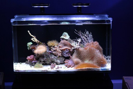 IM nuvo 20 nano mořské akvárium 80 litrů old1