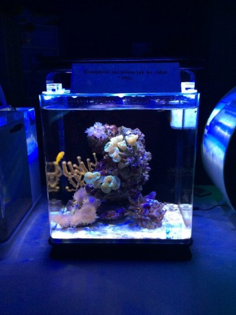 IM nuvo 10 nano mořské akvárium 40 litrů old
