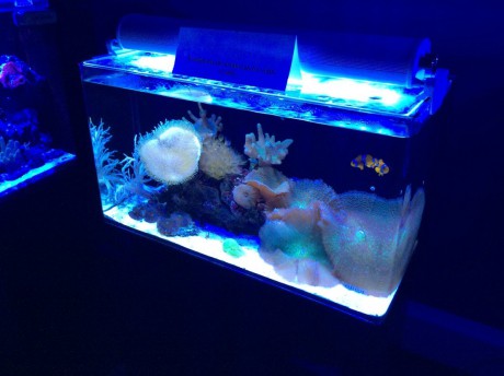 IM nuvo 20 nano mořské akvárium 80 litrů old 2