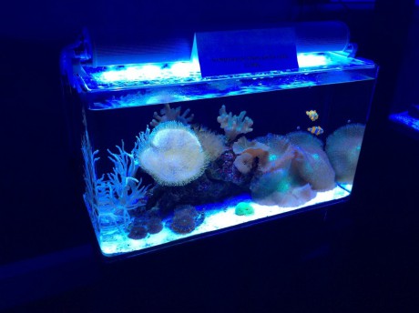 IM nuvo 10 nano mořské akvárium 40 litrů old 3