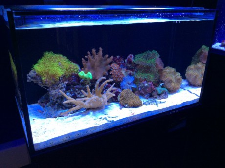 IM nuvo 20 nano mořské akvárium 80 litrů oldd