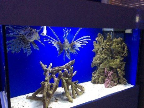 Naši perutýni mořské akvárium 300 litrů