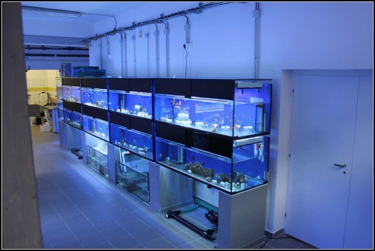Prodejna mořské akvárium Pepinův útes